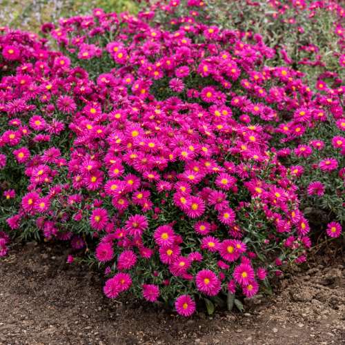 Aster nowobelgijski 'Neron'