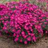 Aster nowobelgijski 'Neron'
