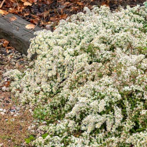 Aster wrzosolistny 'Snowflurry'