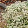 Aster wrzosolistny 'Snowflurry'