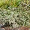 Aster wrzosolistny 'Snowflurry'
