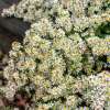 Aster wrzosolistny 'Snowflurry'