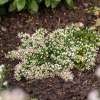 Aster wrzosolistny 'Snowflurry'