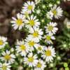 Aster wrzosolistny 'Snowflurry'