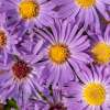 Aster 'Wood's Purple'