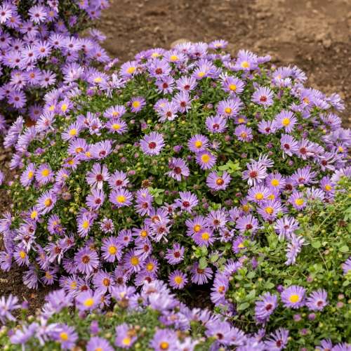 Aster 'Wood's Purple'