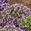 Aster 'Wood's Purple'