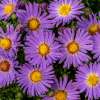 Aster 'Wood's Purple'