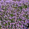 Aster 'Wood's Purple'