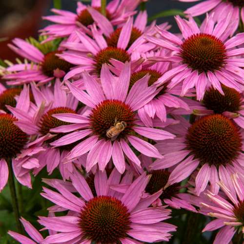 Jeżówka purpurowa 'Fountain Light Purple'