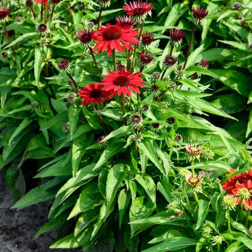 Jeżówka purpurowa 'Pearl™ Deep Red'