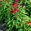 Jeżówka purpurowa 'Pearl™ Deep Red'