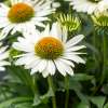 Jeżówka purpurowa 'Pearl™ White'
