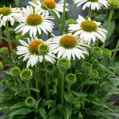 Jeżówka purpurowa 'Pearl™ White'