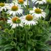 Jeżówka purpurowa 'Pearl™ White'