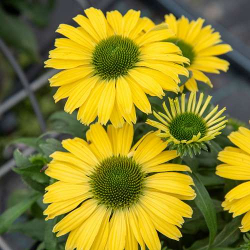 Jeżówka purpurowa 'Pearl™ Yellow Imp.'