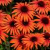 Jeżówka purpurowa ‘SunMagic Vintage Orange’