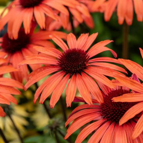 Jeżówka purpurowa ‘SunMagic Vintage Orange’