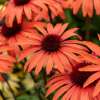 Jeżówka purpurowa ‘SunMagic Vintage Orange’