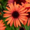 Jeżówka purpurowa ‘SunMagic Vintage Orange’