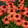 Jeżówka purpurowa ‘SunMagic Vintage Orange’