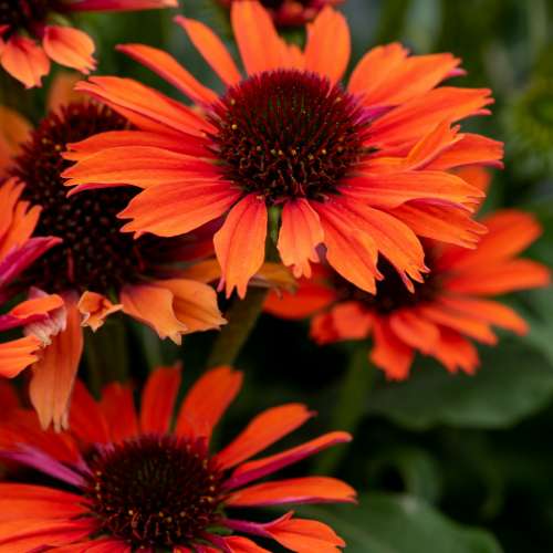 Jeżówka purpurowa 'Pearl™ Orange'