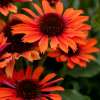 Jeżówka purpurowa 'Pearl™ Orange'