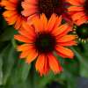 Jeżówka purpurowa 'Pearl™ Orange'