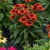 Jeżówka purpurowa 'Pearl™ Orange'
