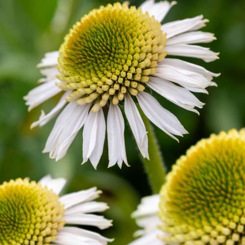 Jeżówka purpurowa 'Delicious Candy White'