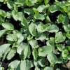 Brunnera wielkolistna 'Alexandria'