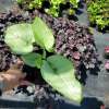 Brunnera wielkolistna 'Alexandria'