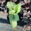 Brunnera wielkolistna 'Alexandria'