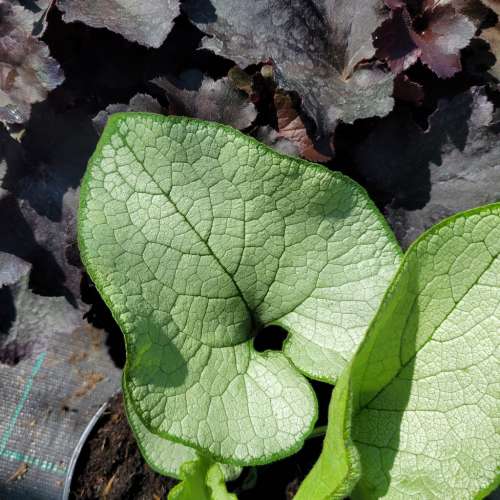 Brunnera wielkolistna 'Alexandria'