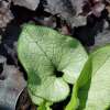 Brunnera wielkolistna 'Alexandria'