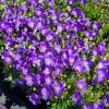 Dzwonek karpacki 'Perla Blue'