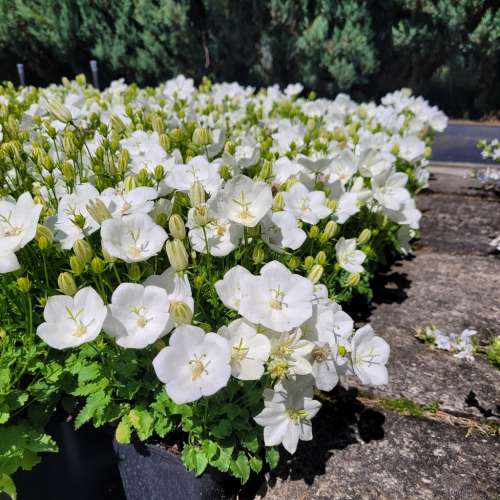 Dzwonek karpacki 'Perla White'