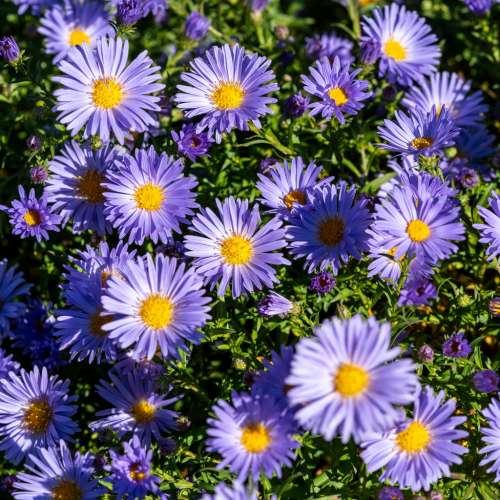 Aster 'Mittelmeer'