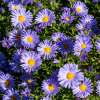 Aster 'Mittelmeer'