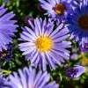 Aster 'Mittelmeer'