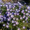 Aster 'Mittelmeer'