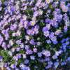 Aster 'Mittelmeer'