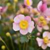 Zawilec 'Summer Breeze Baby Pink'