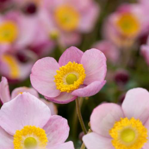 Zawilec 'Summer Breeze Baby Pink'