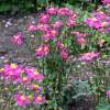 Zawilec 'Summer Breeze Vibrant Pink'