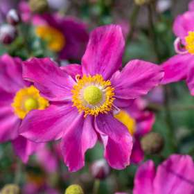 Zawilec 'Summer Breeze Vibrant Pink'