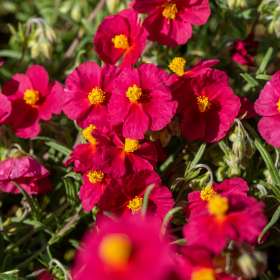 Posłonek ogrodowy 'Supreme'