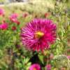 Aster nowobelgijski 'Crimson Brocade'