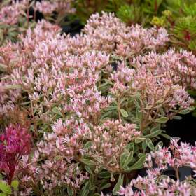 Rozchodnik kaukaski 'Tricolor'