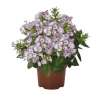 Floks wiechowaty 'Flame® Lilac Star'